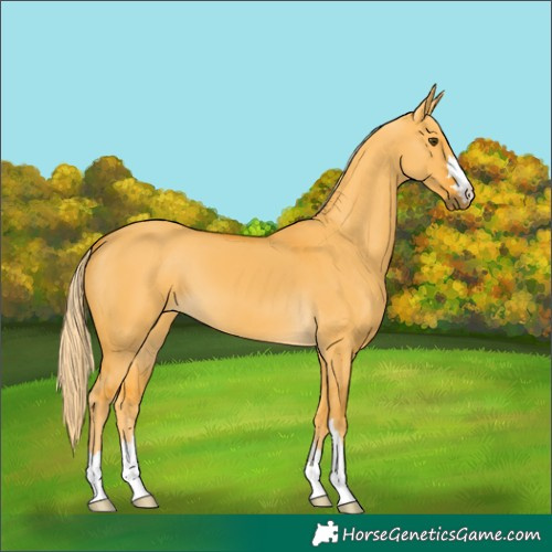 Horse Color:Palomino Dun