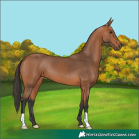 Horse Color:Bay 