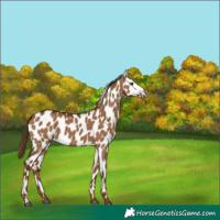 Horse Color:Gray Red Dun Leopard 