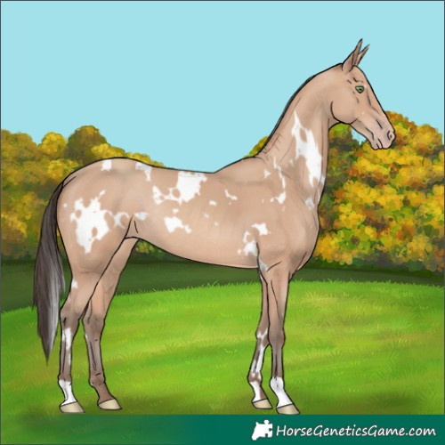 Horse Color:White Spotted Amber Champagne Rabicano