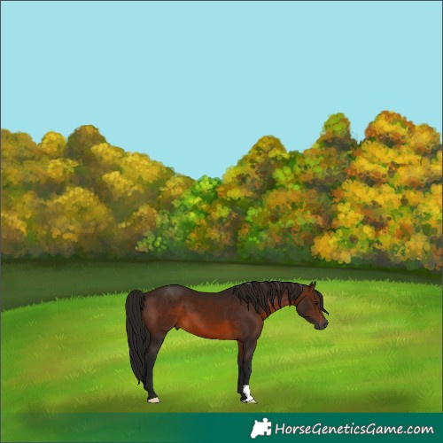 Horse Color:Gray Bay 