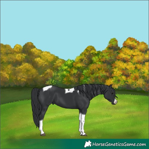 Horse Color:Black Tobiano 