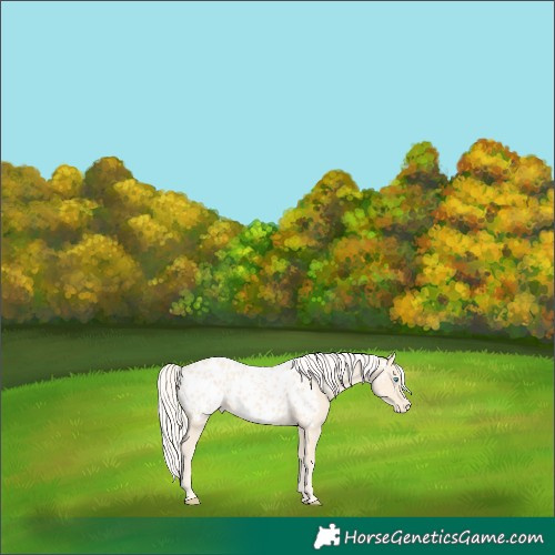 Horse Color:Cremello Appaloosa 