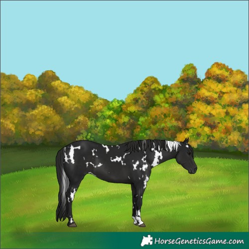 Horse Color:Gray White Spotted Black 