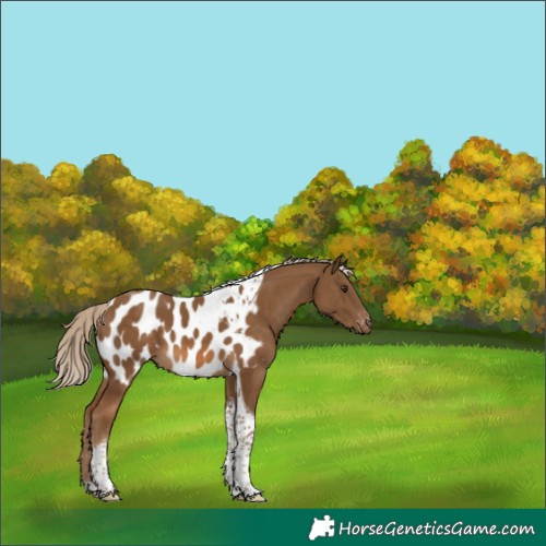 Horse Color:Chocolate Palomino Tobiano Appaloosa 