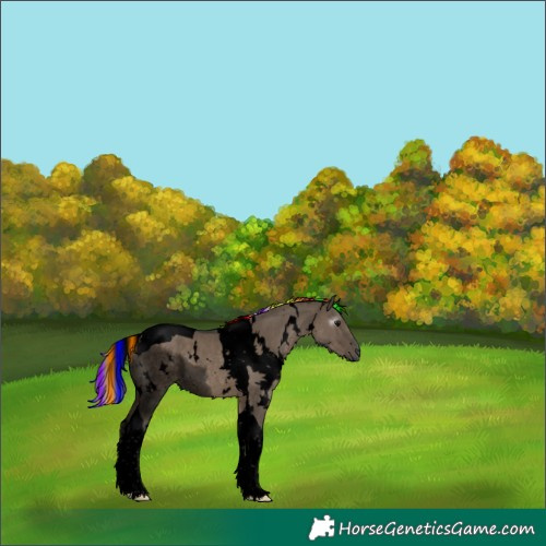 Horse Color:Gray Void Painted White Spotted Silver Grullo Tobiano 