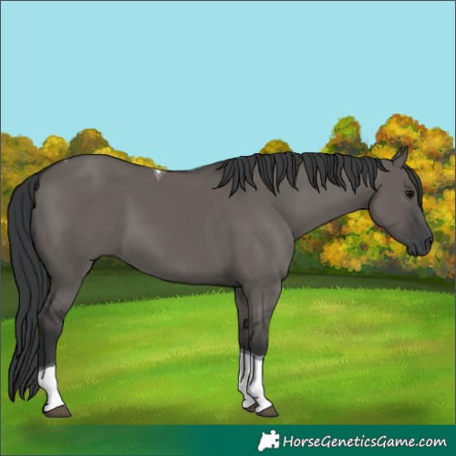 Horse Color:Grullo Tobiano 
