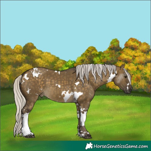 Horse Color:White Spotted Silver Buckskin Dun Tobiano 