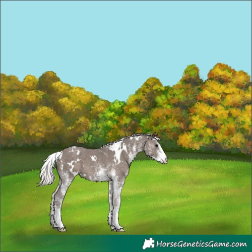 Horse Color:White Spotted Silver Black 