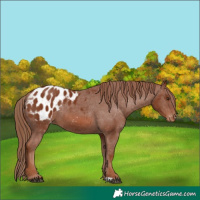 Horse Color:Chestnut Appaloosa 