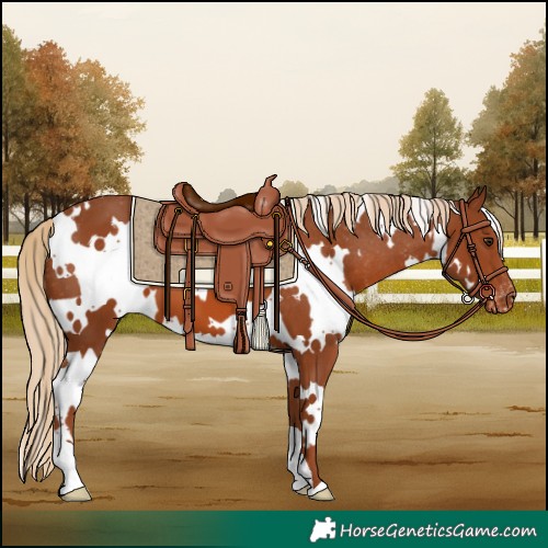 Horse Color:White Spotted Chestnut Appaloosa 