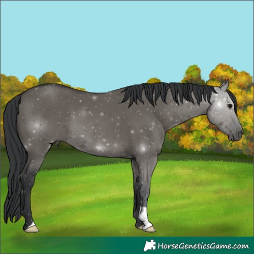 Horse Color:Grullo 