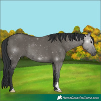 Horse Color:Grullo 