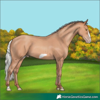 Horse Color:Silver Amber Champagne Frame 