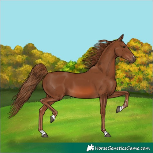 Horse Color:Chestnut 