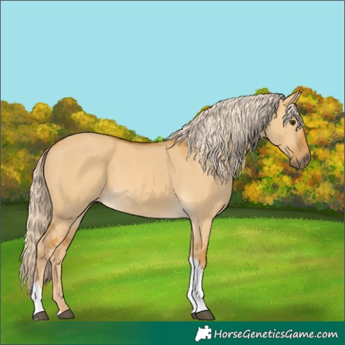 Horse Color:Palomino Dun Tobiano 
