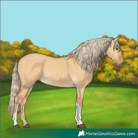 Horse Color:Palomino Dun Tobiano 