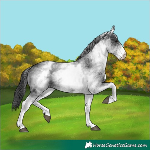 Horse Color:White Spotted Black 