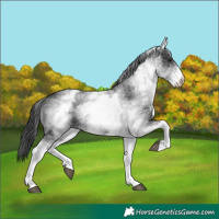 Horse Color:White Spotted Black 