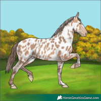 Horse Color:Amber Champagne Near Leopard  and Amber Champagne Near Leopard Rabicano 