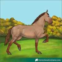Horse Color:Red Dun 
