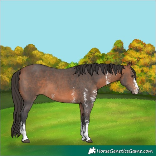 Horse Color:Bay Sabino 