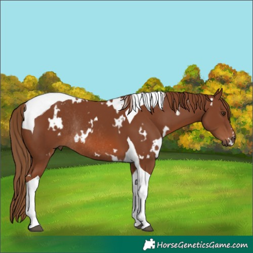 Horse Color:White Spotted Chestnut Tobiano Rabicano 