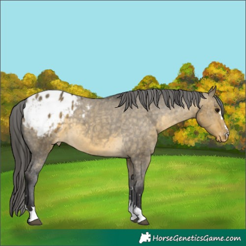 Horse Color:Buckskin Dun Appaloosa 