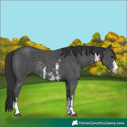Horse Color:Black Sabino 