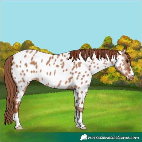 Horse Color:Red Dun Appaloosa 