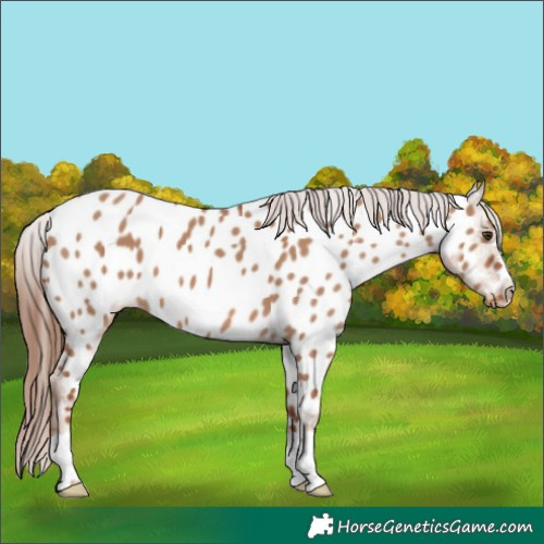 Horse Color:Red Dun Near Leopard 