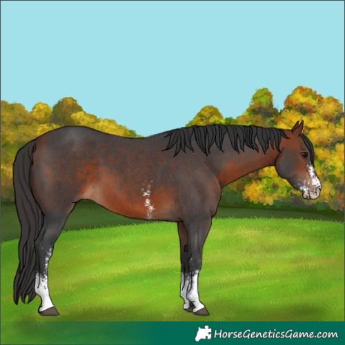 Horse Color:Bay Sabino 