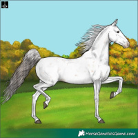 Horse Color:Bay Sabino 
