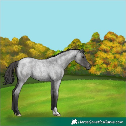Horse Color:Blue Roan Varnish 