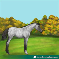 Horse Color:Blue Roan Appaloosa 