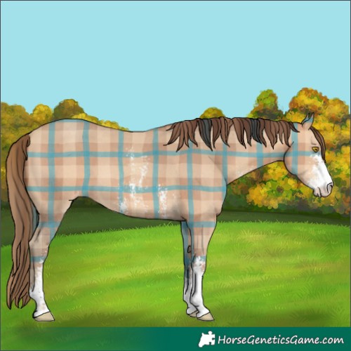 Horse Color:Plaid  Amber Champagne Sabino Appaloosa 