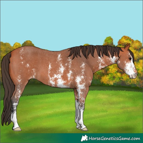 Horse Color:Bay Sabino Varnish 