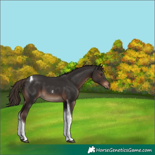 Horse Color:Liver Chestnut Tobiano 