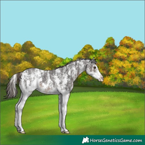 Horse Color:Liver Chestnut Sabino 