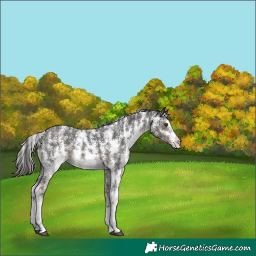 Horse Color:Liver Chestnut Sabino 