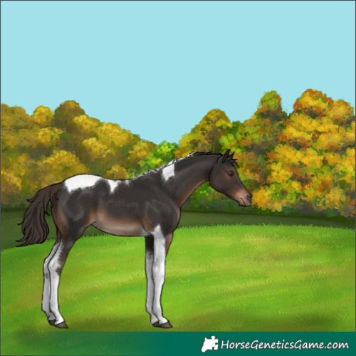 Horse Color:Liver Chestnut Tobiano 