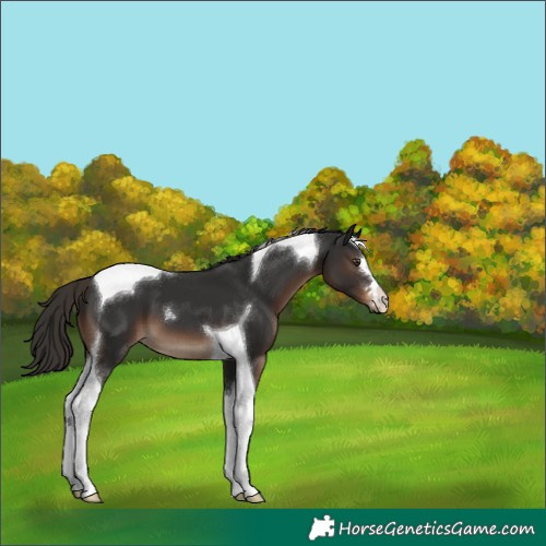 Horse Color:Liver Chestnut Tobiano 