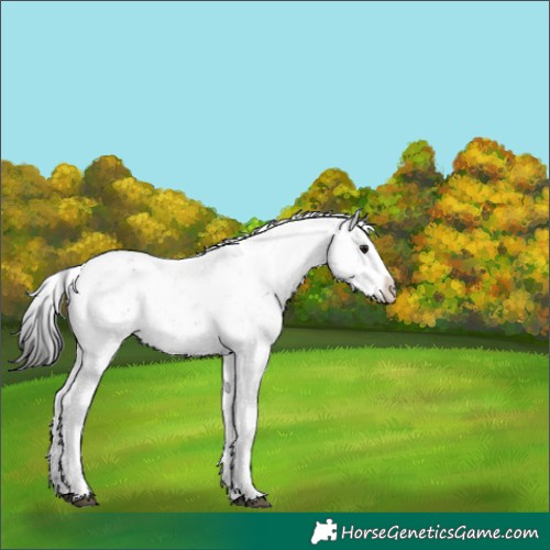 Horse Color:Brown Sabino