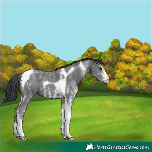 Horse Color:Black Sabino Tobiano 