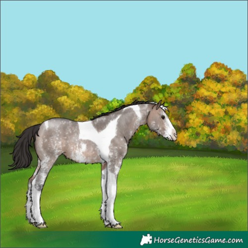 Horse Color:Brown Dun Sabino Tobiano 