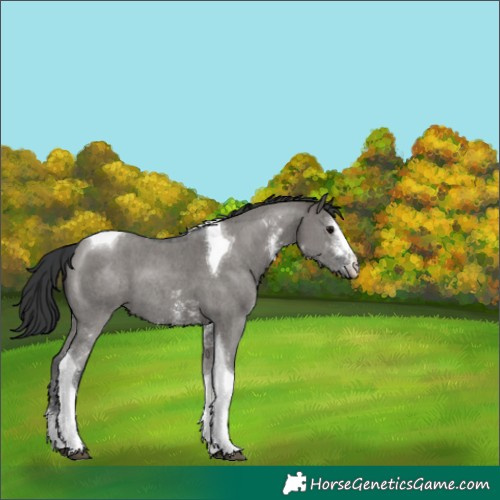 Horse Color:Grullo Sabino Tobiano 