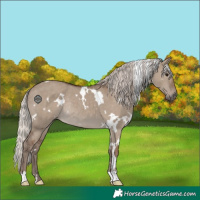 Horse Color:White Spotted Silver Grullo Rabicano 