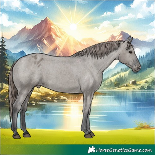 Horse Color:Grullo Appaloosa 