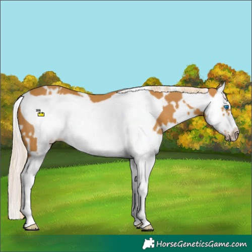 Horse Color:White Spotted Palomino Splash Frame 