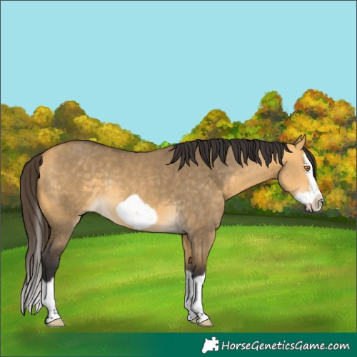 Horse Color:Buckskin Dun Splash Frame Rabicano 